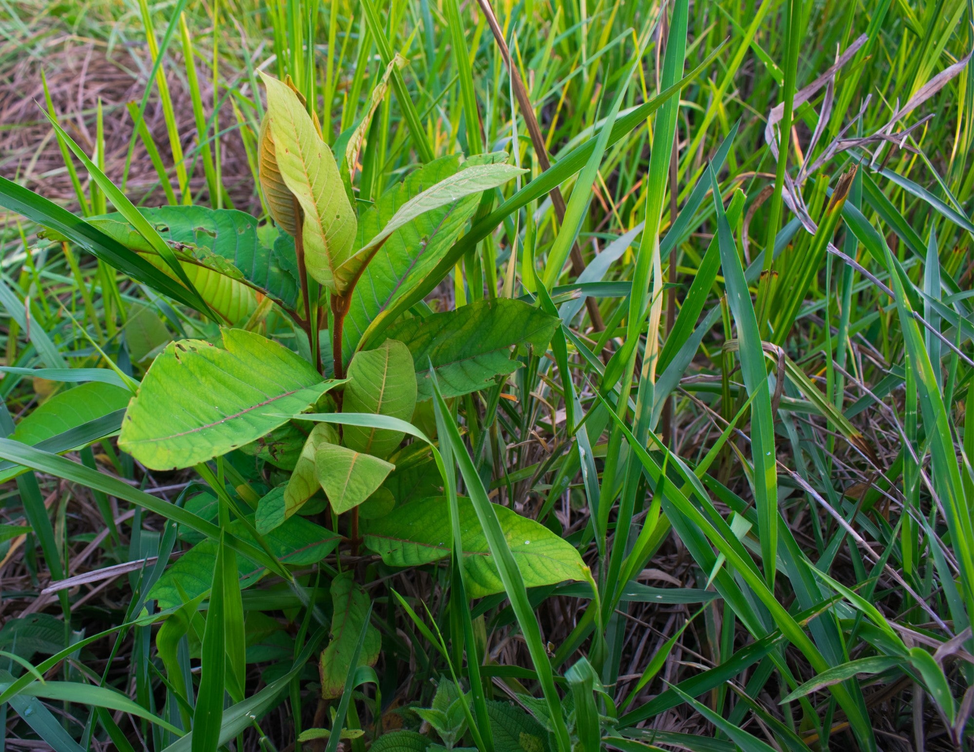 Common Pasture Weeds Identification And Management Farm Credit Of The Virginias 3496